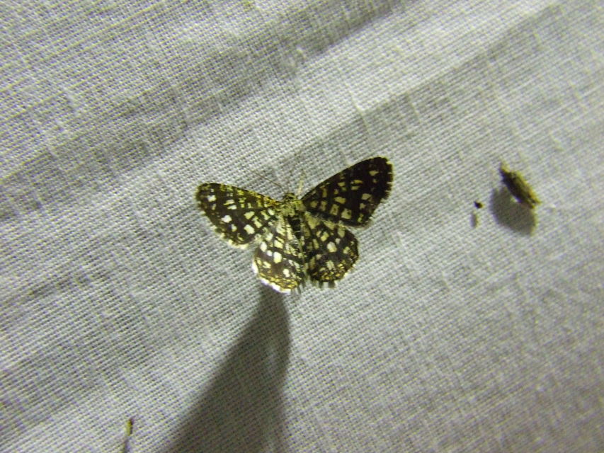 Chiasmia clathrata - rácsos rétiaraszoló
