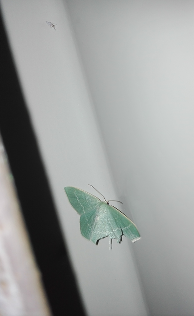 Chlorissa viridata - üdezöld araszoló