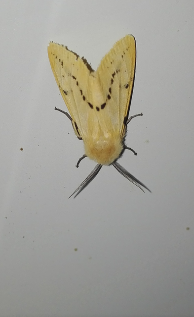 Spilarctia lutea - sárgás medvelepke