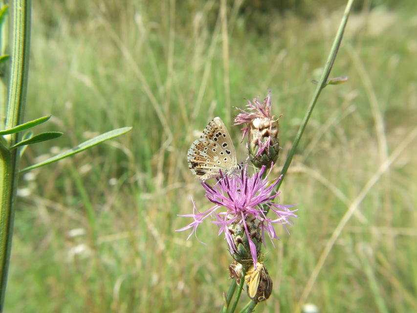 Polyommatus coridon - ezüstkék boglárka