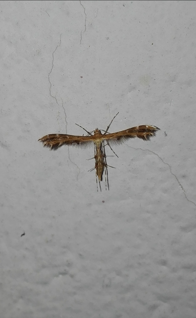 Pterophoridae - tollasmolyfélék