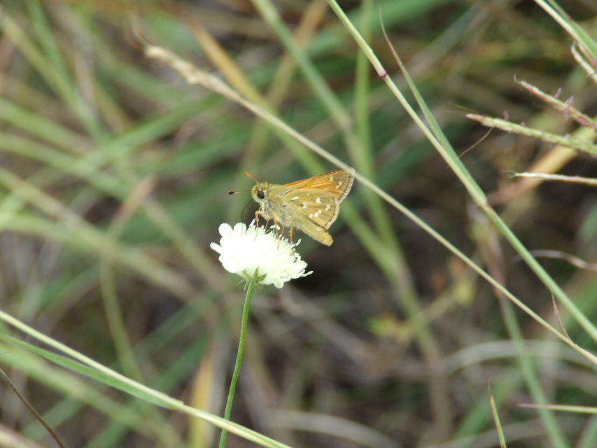 Hesperia comma - vesszős busalepke