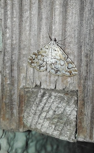 Elophila nymphaeata - tarka vízimoly