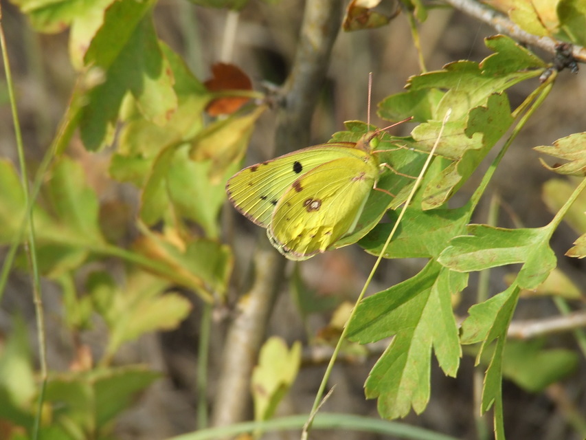 Colias alfacariensis - déli kéneslepke