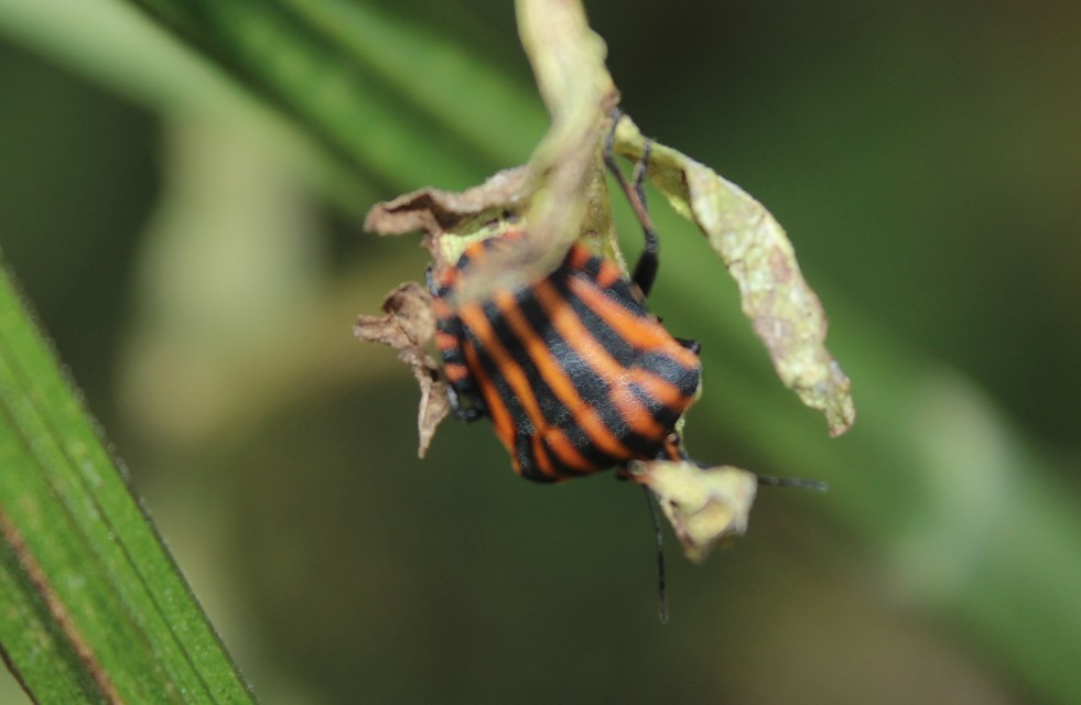 Graphosoma italicum - csíkos pajzsospoloska
