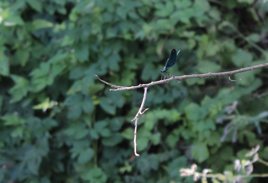 Calopteryx virgo - kisasszony-szitakötő
