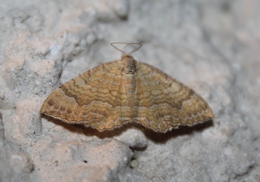 Camptogramma bilineata - kétvonalas sávosaraszoló