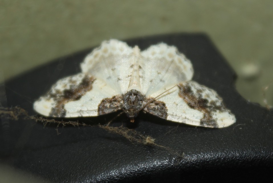 Ligdia adustata - barna levélaraszoló