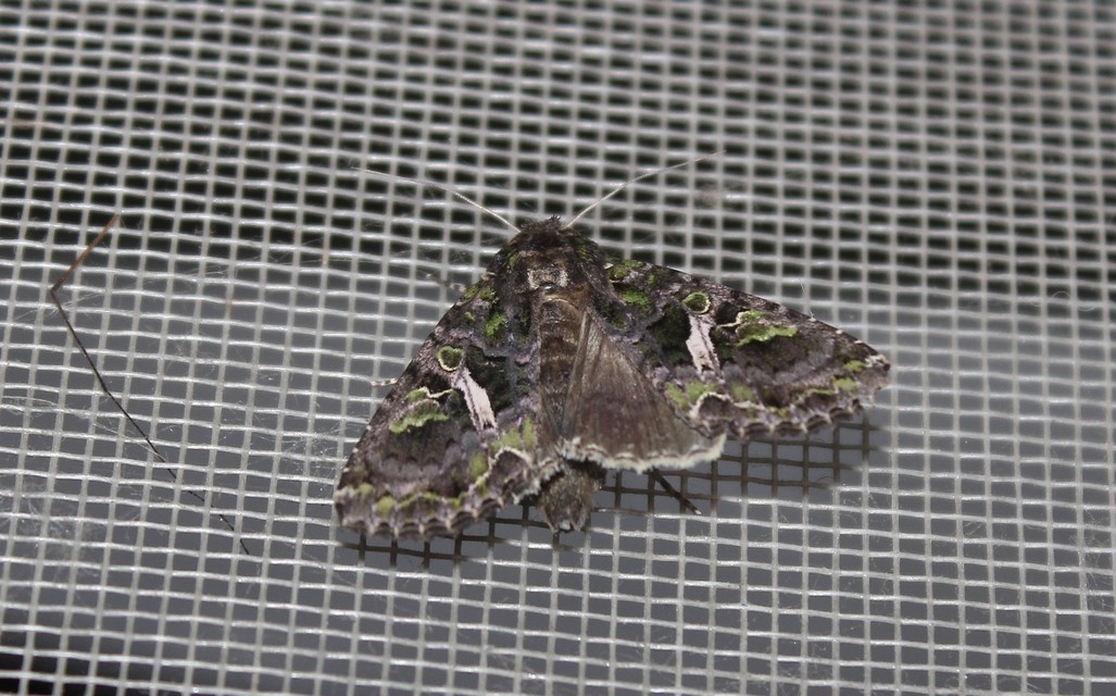 Trachea atriplicis - nyári zöldbagoly