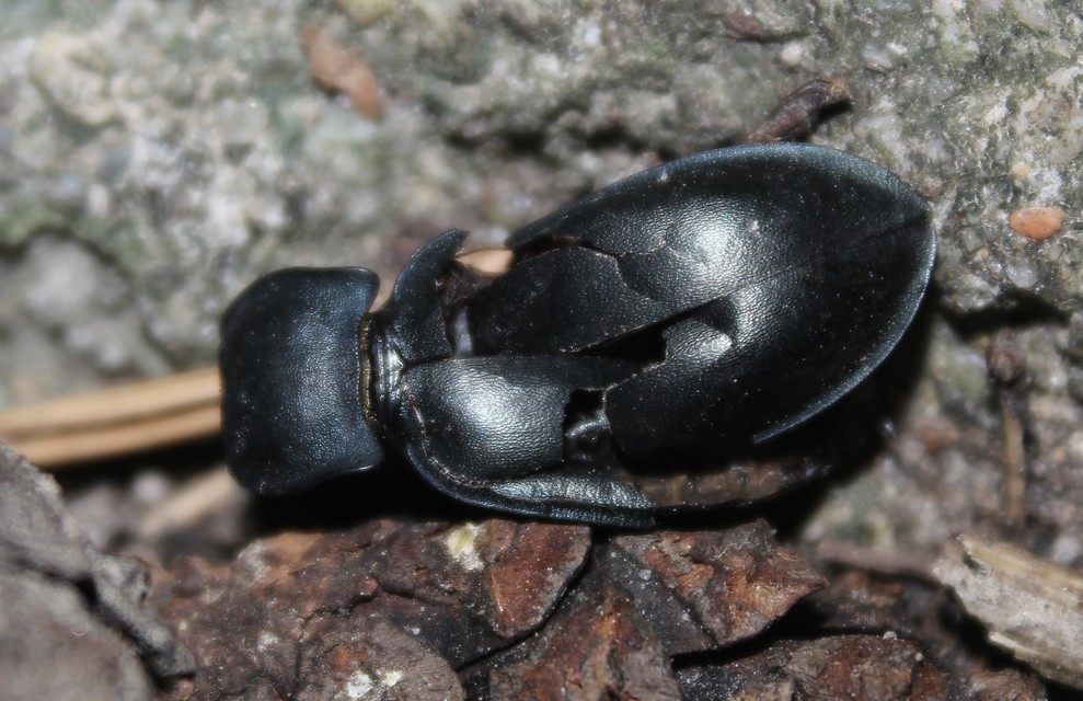 Carabus glabratus - domború futrinka