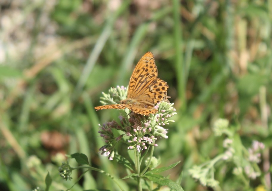 Argynnis paphia - nagy gyöngyházlepke