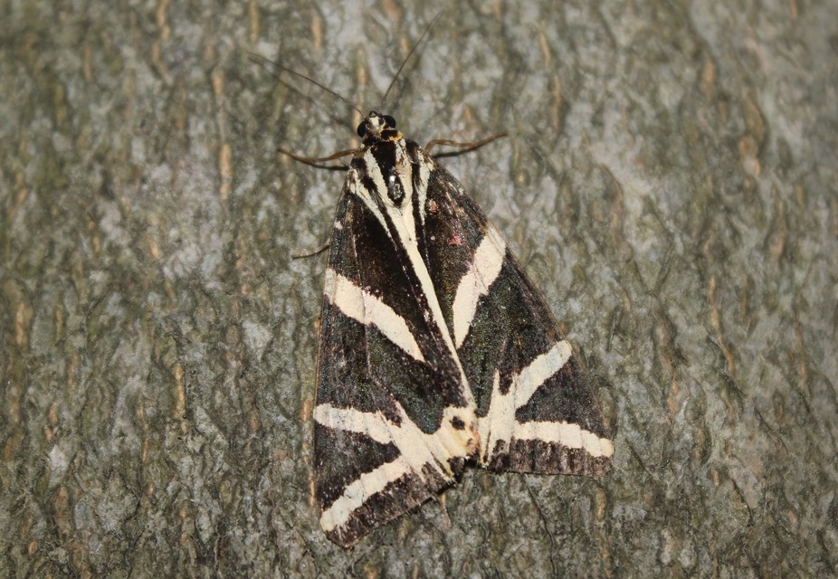 Euplagia quadripunctaria - csíkos medvelepke