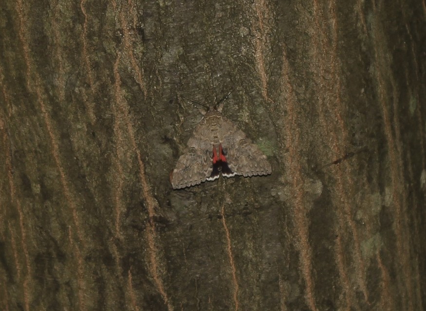 Catocala nupta - piros övesbagoly