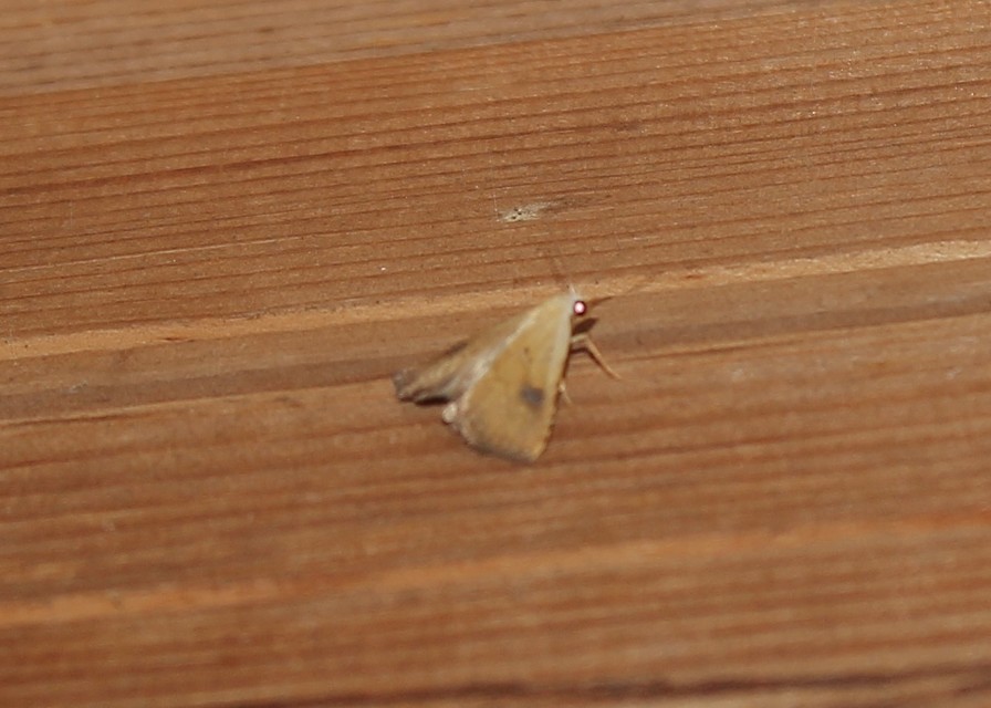 Rivula sericealis - selymes lórombagoly