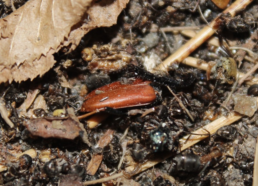Stictoleptura rubra - vörös virágcincér
