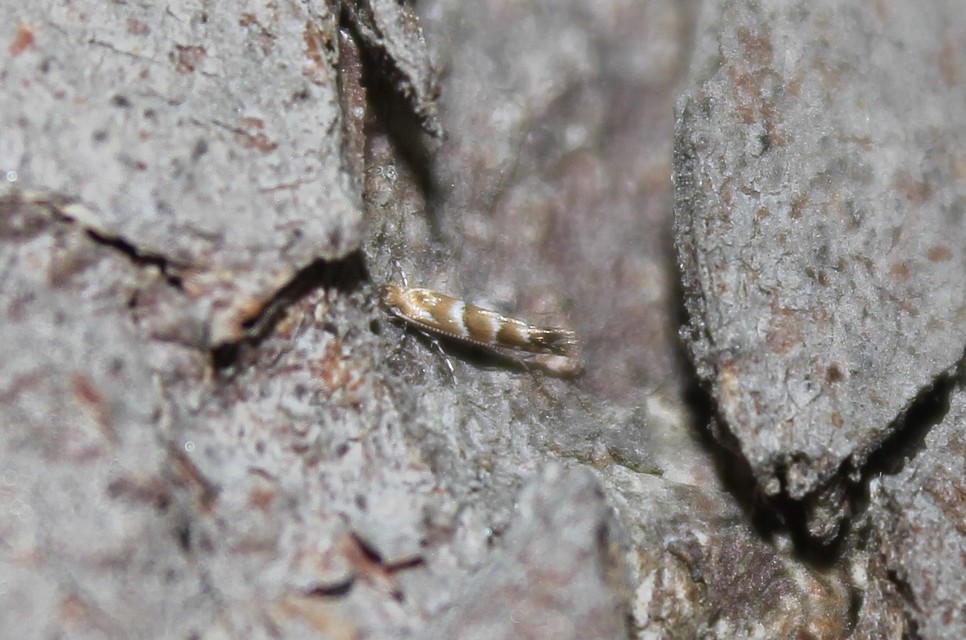 Cameraria ohridella - vadgesztenye-sátorosmoly