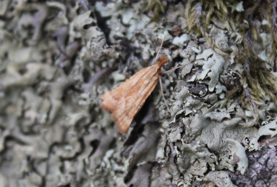 Synaphe punctalis - hosszúlábú fényilonca