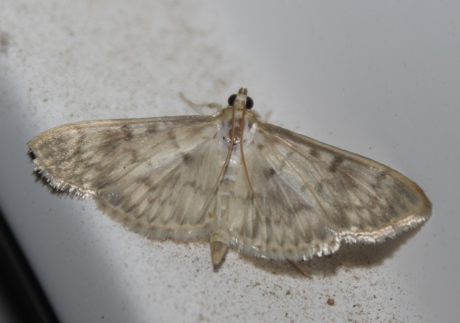 Patania ruralis - csalánevő tűzmoly