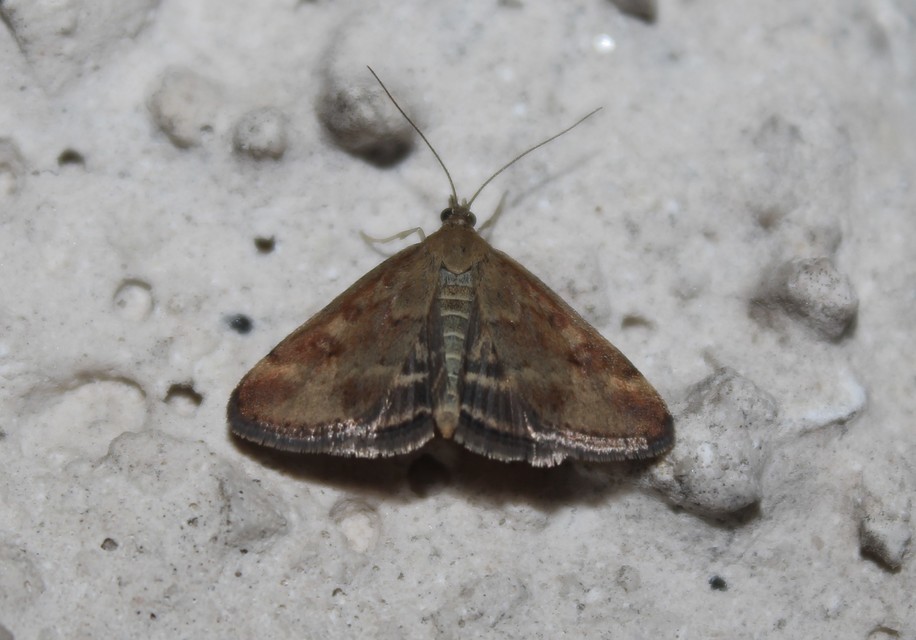 Pyrausta despicata - réti bíbormoly
