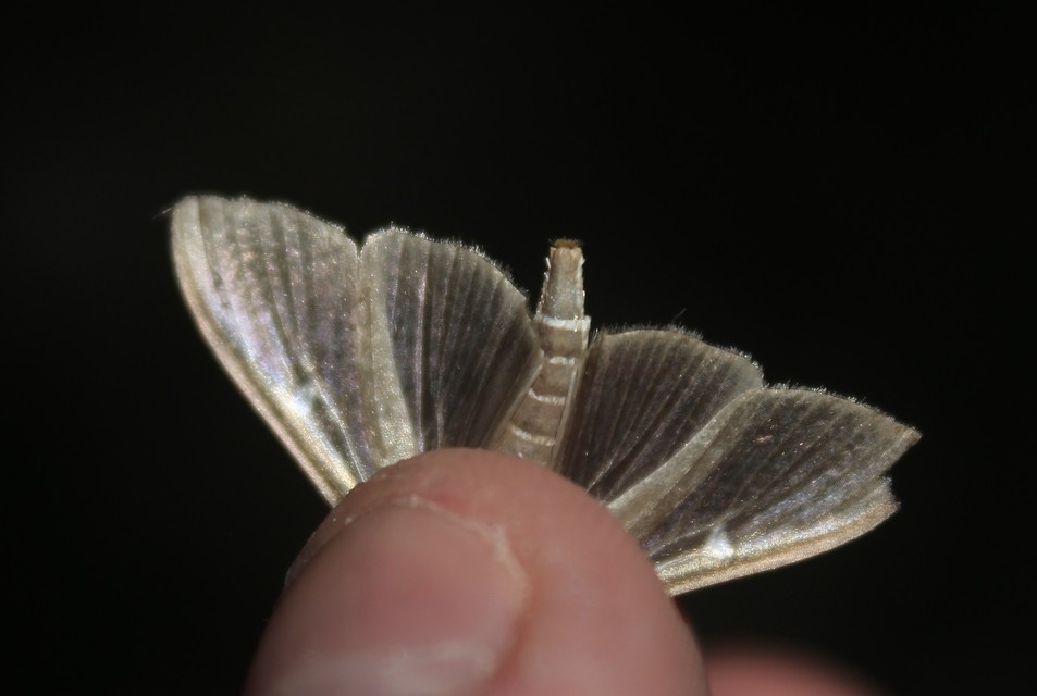 Cydalima perspectalis - puszpáng-tűzmoly