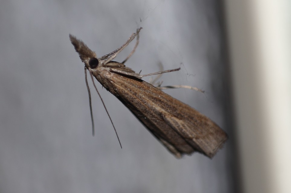 Pediasia contaminella - mocskos fűgyökérmoly