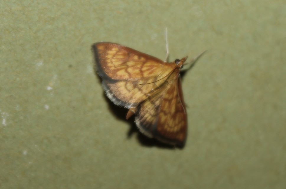 Ecpyrrhorrhoe rubiginalis - rozsdavörös tűzmoly