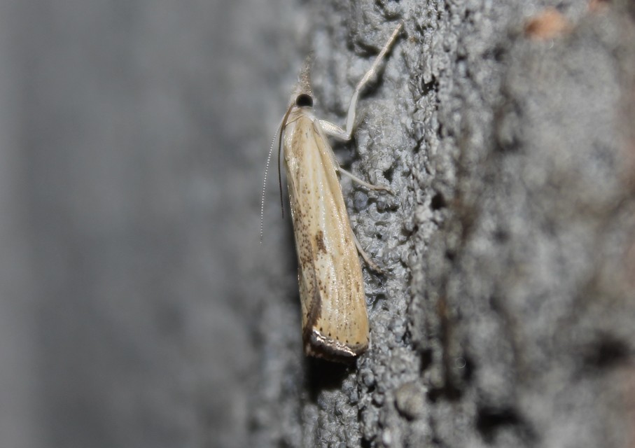 Agriphila inquinatella - közönséges fűgyökérmoly