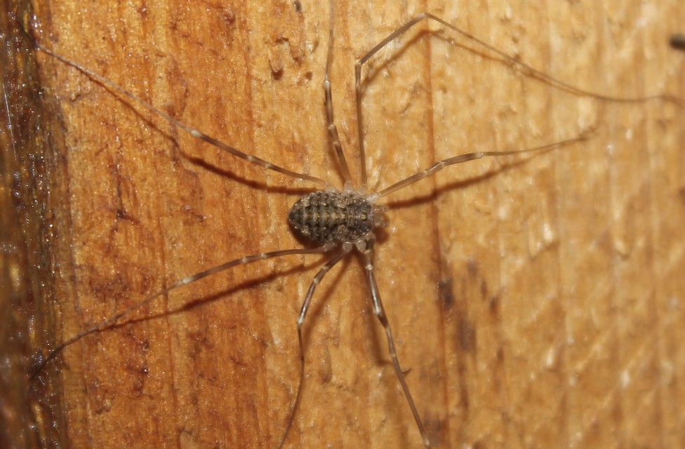 Opilio saxatilis