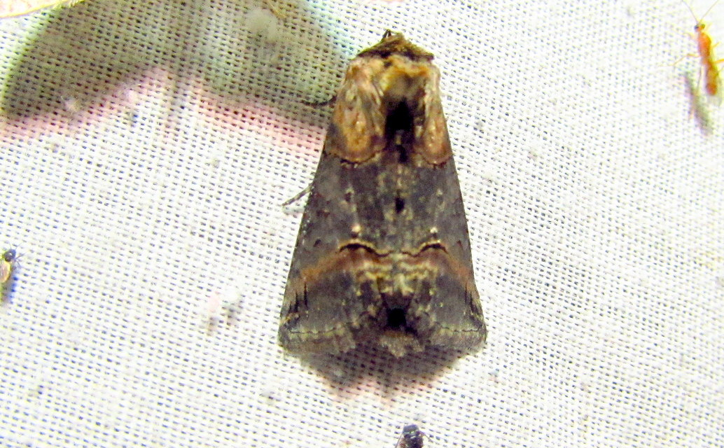 Abrostola triplasia - közönséges csalánbagoly