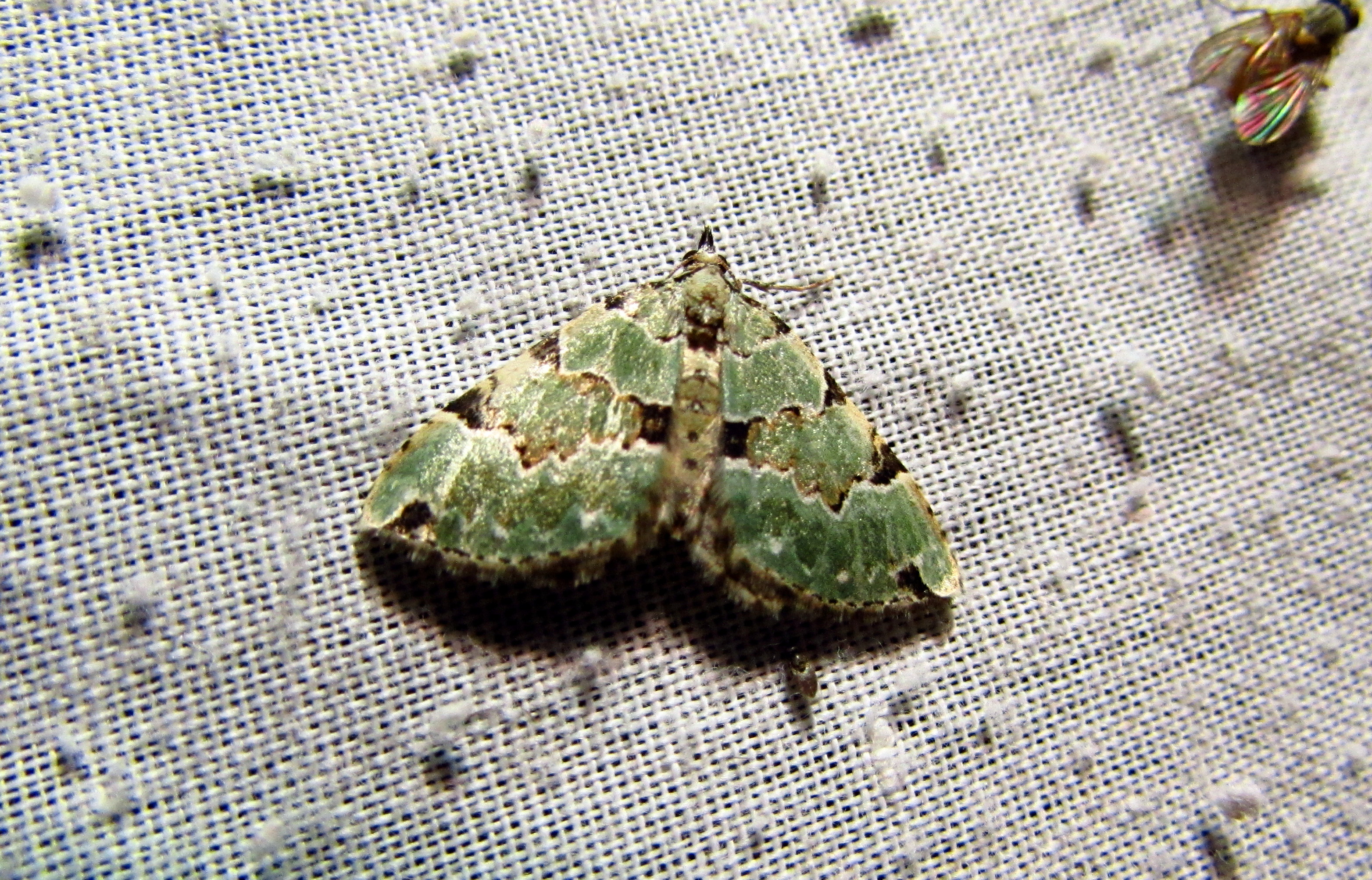Colostygia pectinataria - zöld levélaraszoló