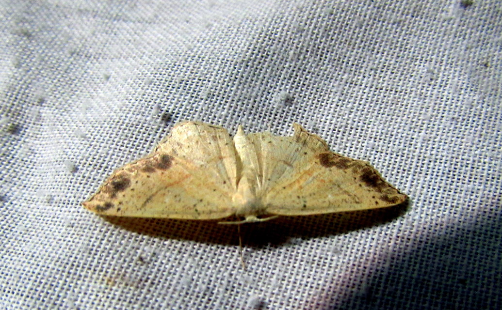 Cyclophora punctaria - sávos pettyesaraszoló