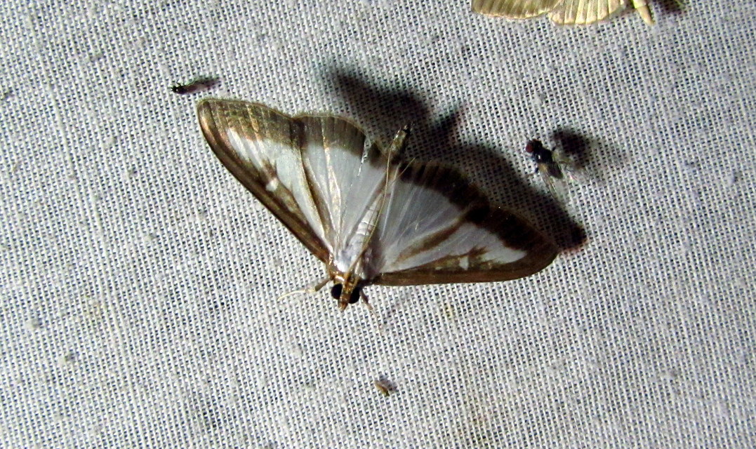 Cydalima perspectalis - puszpáng-tűzmoly