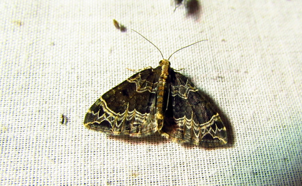 Ecliptopera silaceata - barna tarkaaraszoló