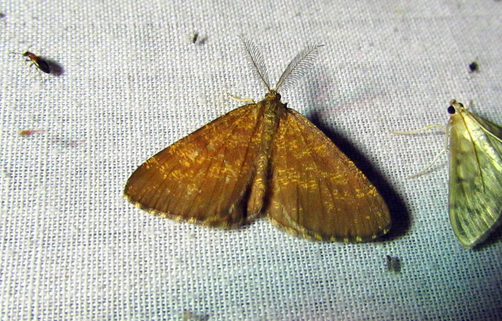 Ematurga atomaria - barna rétiaraszoló