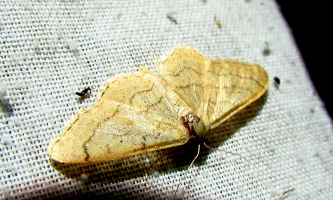 Idaea aversata - nagy sávosaraszoló