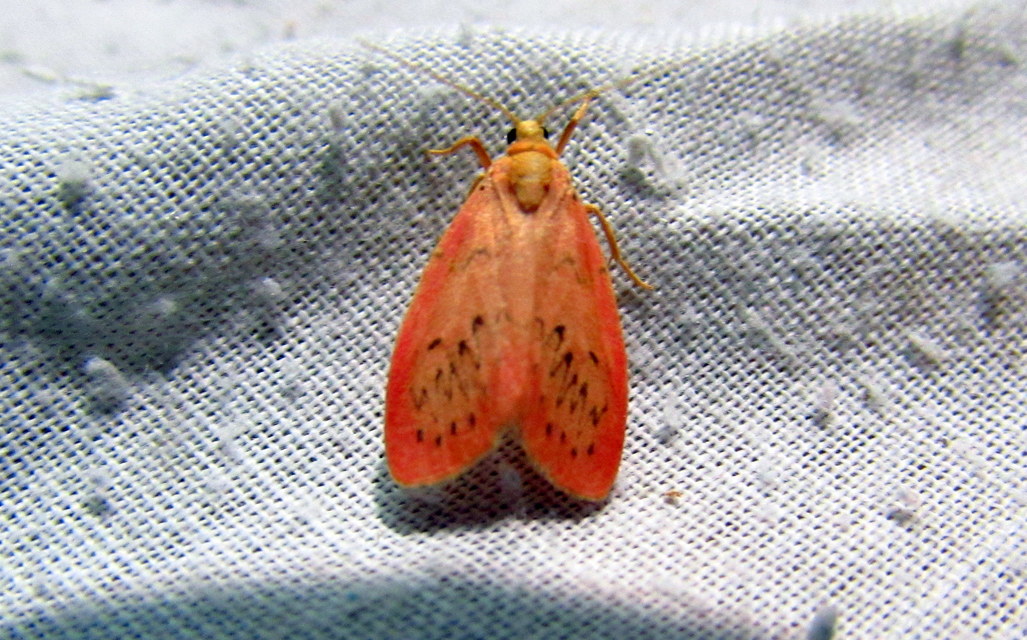 Miltochrista miniata - piros medvelepke