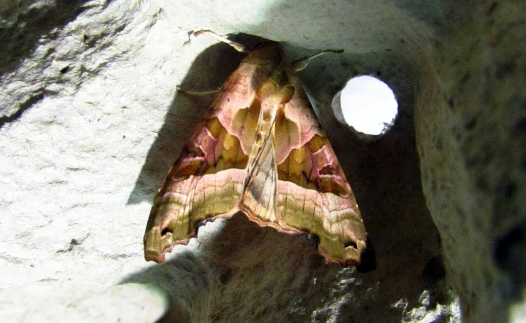 Phlogophora meticulosa - vándorló csipkésbagoly