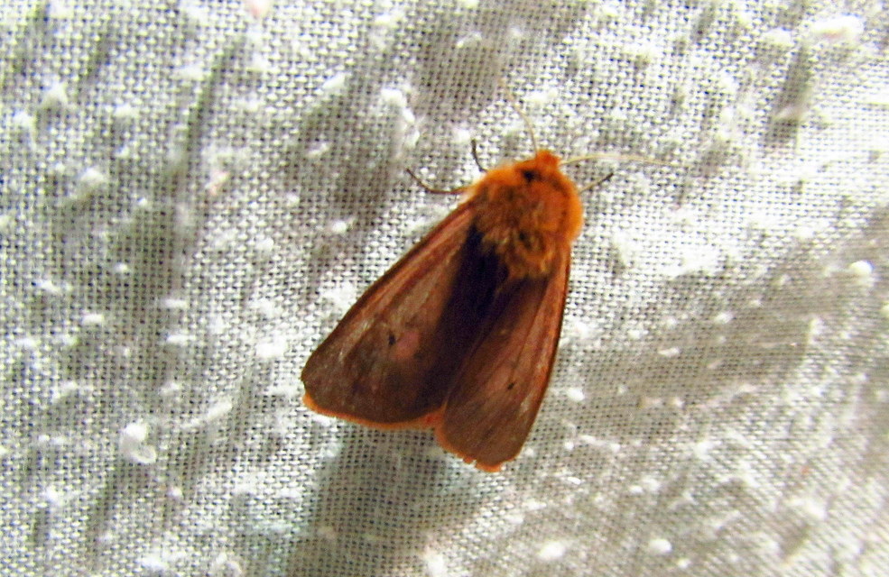 Phragmatobia fuliginosa - füstös medvelepke