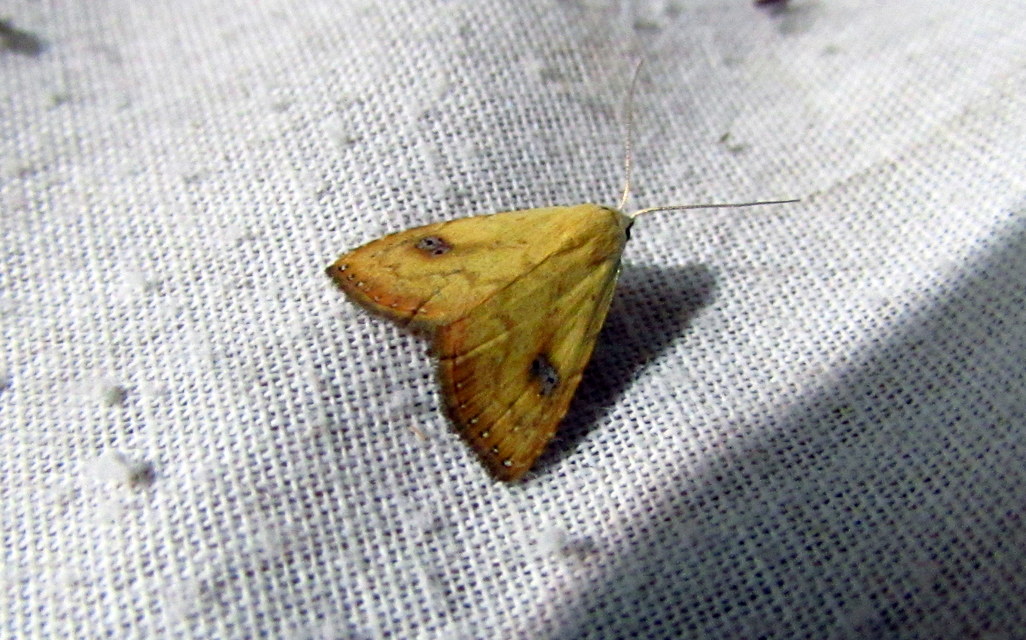 Rivula sericealis - selymes lórombagoly