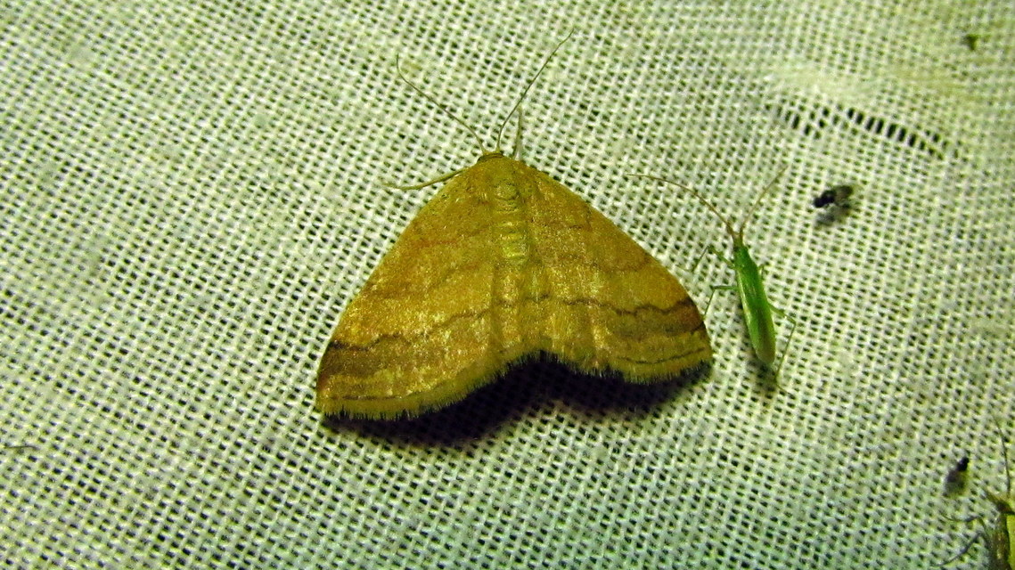 Scopula rubiginata - réti pirosaraszoló