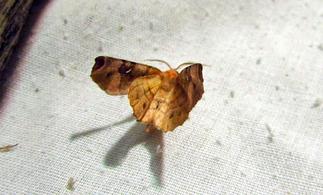 Selenia tetralunaria - négyfoltos holdasaraszoló