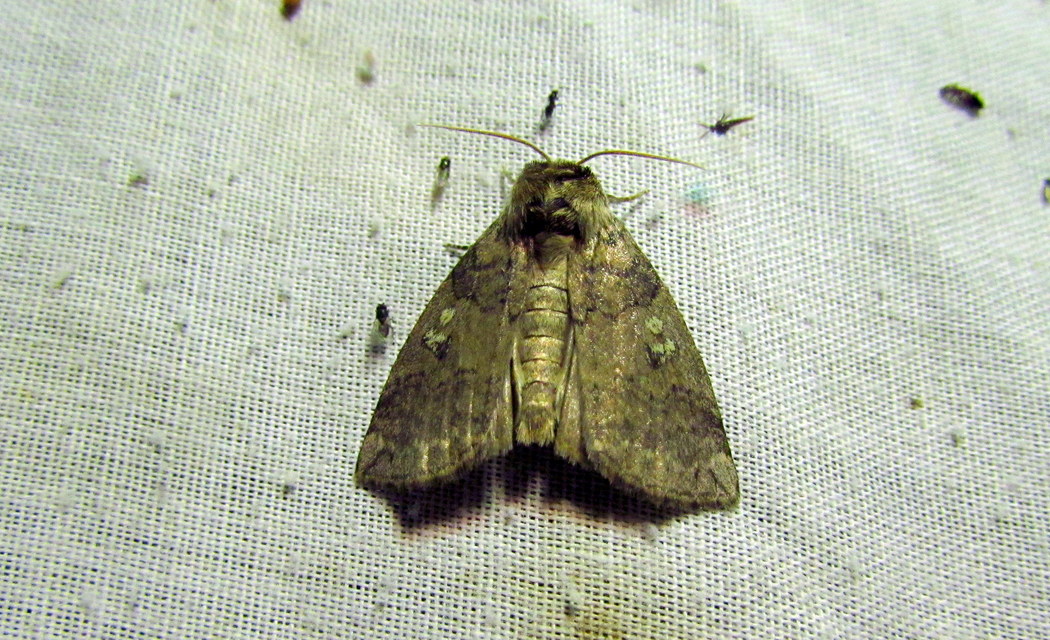 Tethea or - bélyeges pihésszövő