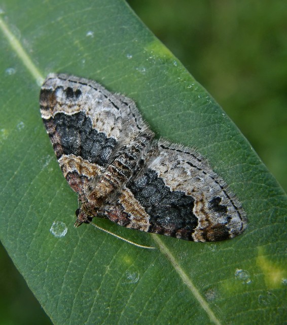 Xanthorhoe
