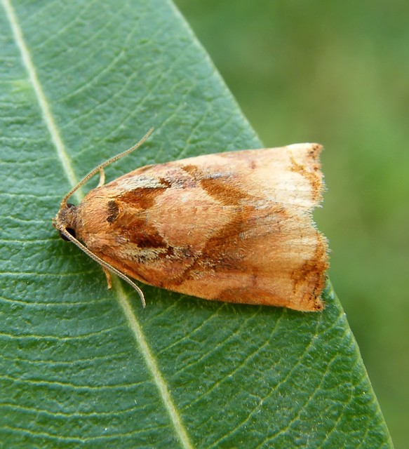Archips podana - dudvarágó sodrómoly