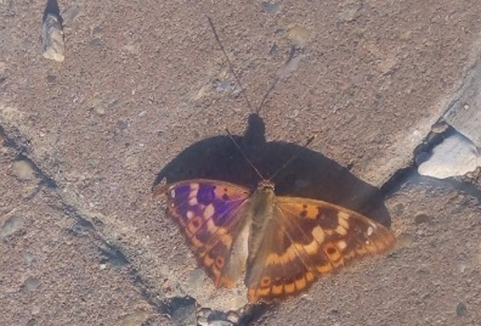 Apatura ilia - kis színjátszólepke