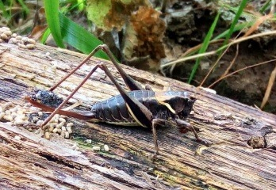 Pholidoptera aptera - nagy avarszöcske