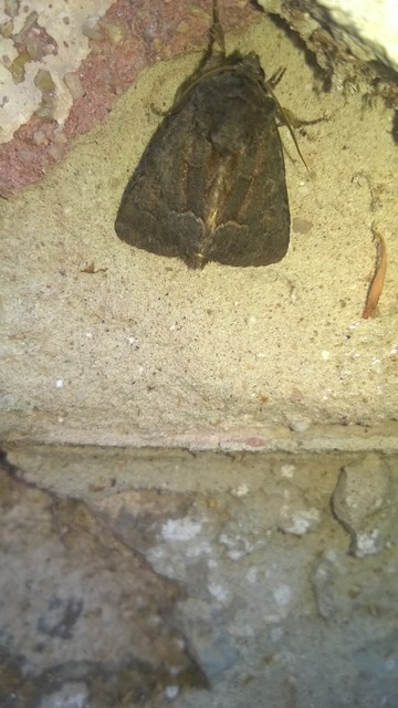 Thalpophila matura - fakó erdeibagoly