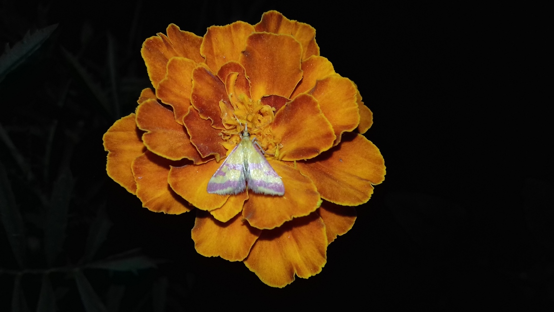 Pyrausta sanguinalis - vérszínű bíbormoly