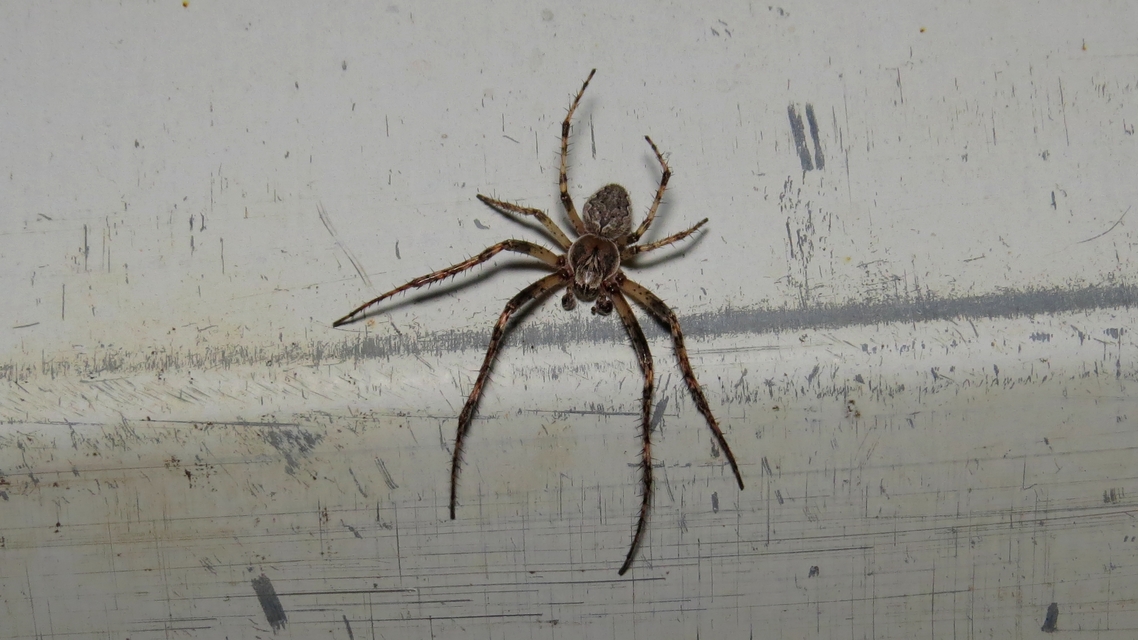 Larinioides ixobolus - ereszalji keresztespók