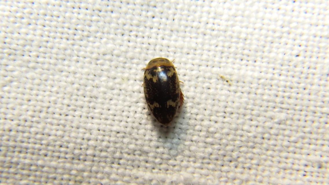 Laccophilus poecilus - tarka bukóbogár